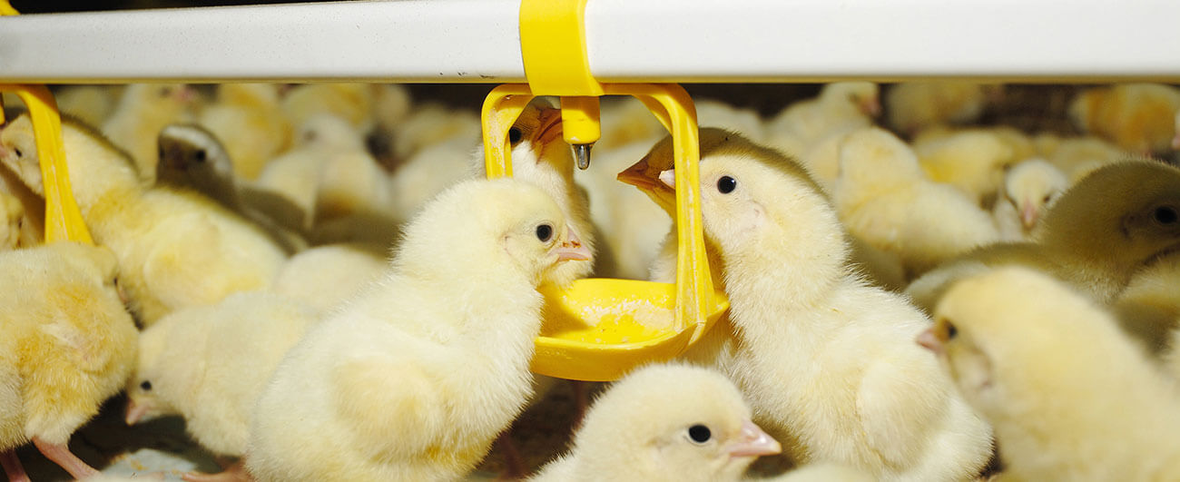 broiler-poultry-farm