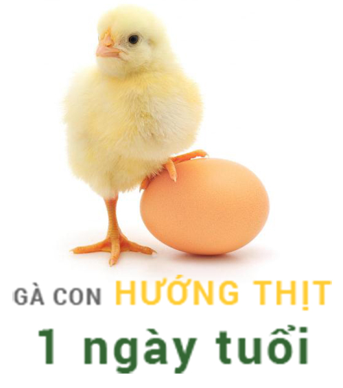 ga-con-huong-thit
